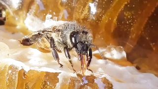 Honeybee
