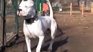 Top 5 guarding dog breeds for home