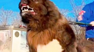 7most-deadliest-and-dangerous-dogbreed