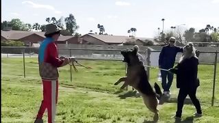 Aggressive-Dog Tamed single Handed By