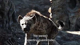 lion and hyena