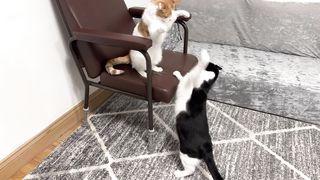 Cat-Fight