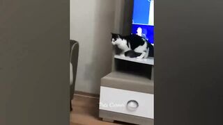 Very funny animals video
