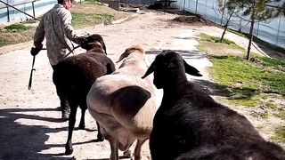 Mafia qurbonlik tomon yoʻl oldi