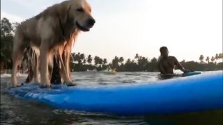 Cute pets, cat and dog prank