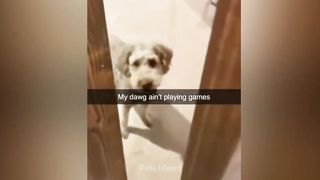 Funny time of my dogs only for you ????????????????????