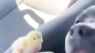 Funny dog 8