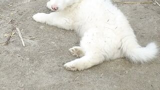 Cute pet 3