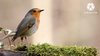 Robin