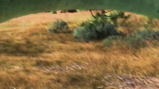 "Dino-parent stockpiles food to feed its offspring."