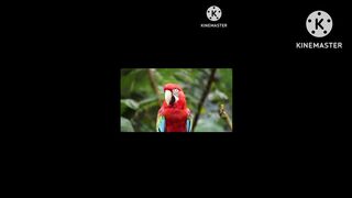 Parrot 4