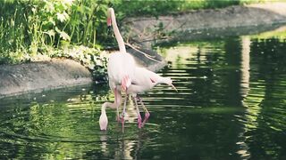 Flamingo 2