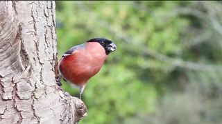 Colourful Bird