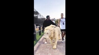 video compilation funny lion