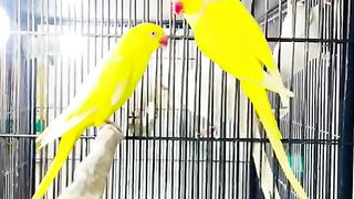 Yellow ringneck parrot