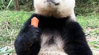 Funny animal video 4