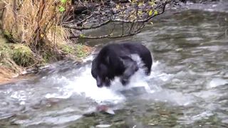 Bear enjoying