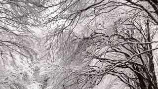 Snow shield