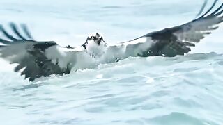 Eagle Hunting Fish 2