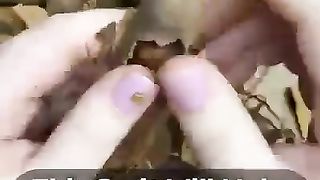 Liver fruit