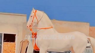#Best horse dance