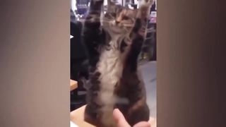 Laughing Out Loud: Funny Animal Antics That Will Make Your Day