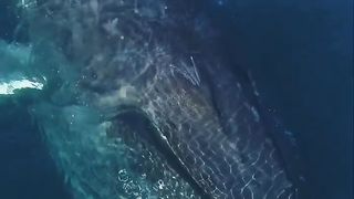 The best video and whale Machhali