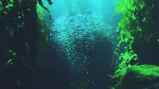 Fish in sea