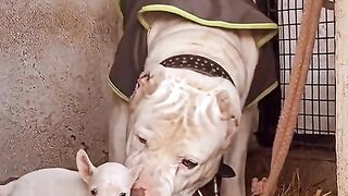 Dog with son
