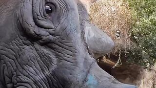 Watermillon Eating Animal