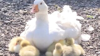 Waoo Beutiful White Duck