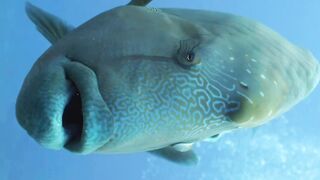Parrotfish Enjoy The Water