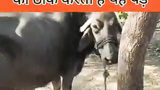पशुपालन में बरगद पेड़ का महत्व