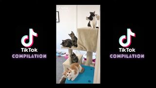TikTok Compilation the cutest kittens! ????