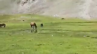 Beautiful hourse