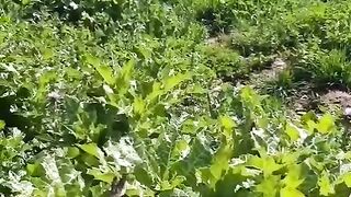 nain sukh twon Bhara kahu/Islamabad Pakistan/sohailT22vlog
