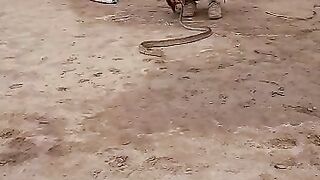 Caught a big snake by me and playing with them