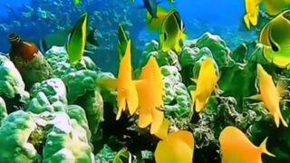 amazing fish