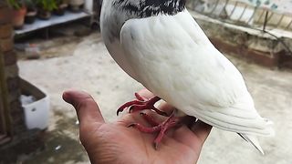 Kalabaz pigeon's 2