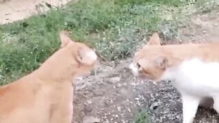 This Cat fight is so hilarious
