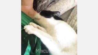 Funny Dogs and Cats video