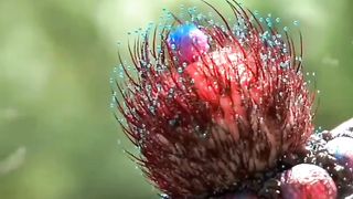 Bast video 2