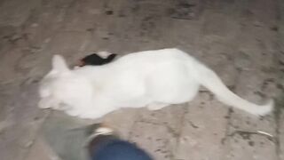 Beautiful cat 5