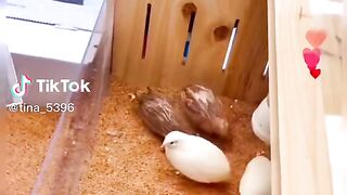 Quails 3