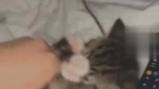 Funny cat 24