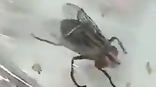 Save your food from flies