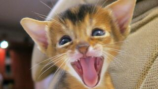 The Best Pet Bloopers. Laugh non-stop or Keep laughing.