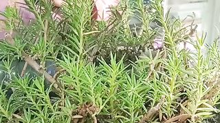 Little garden in my shop