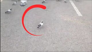 Pigeon in makkah.