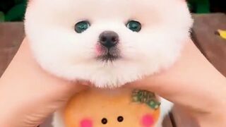 The Cutest Pup in Town